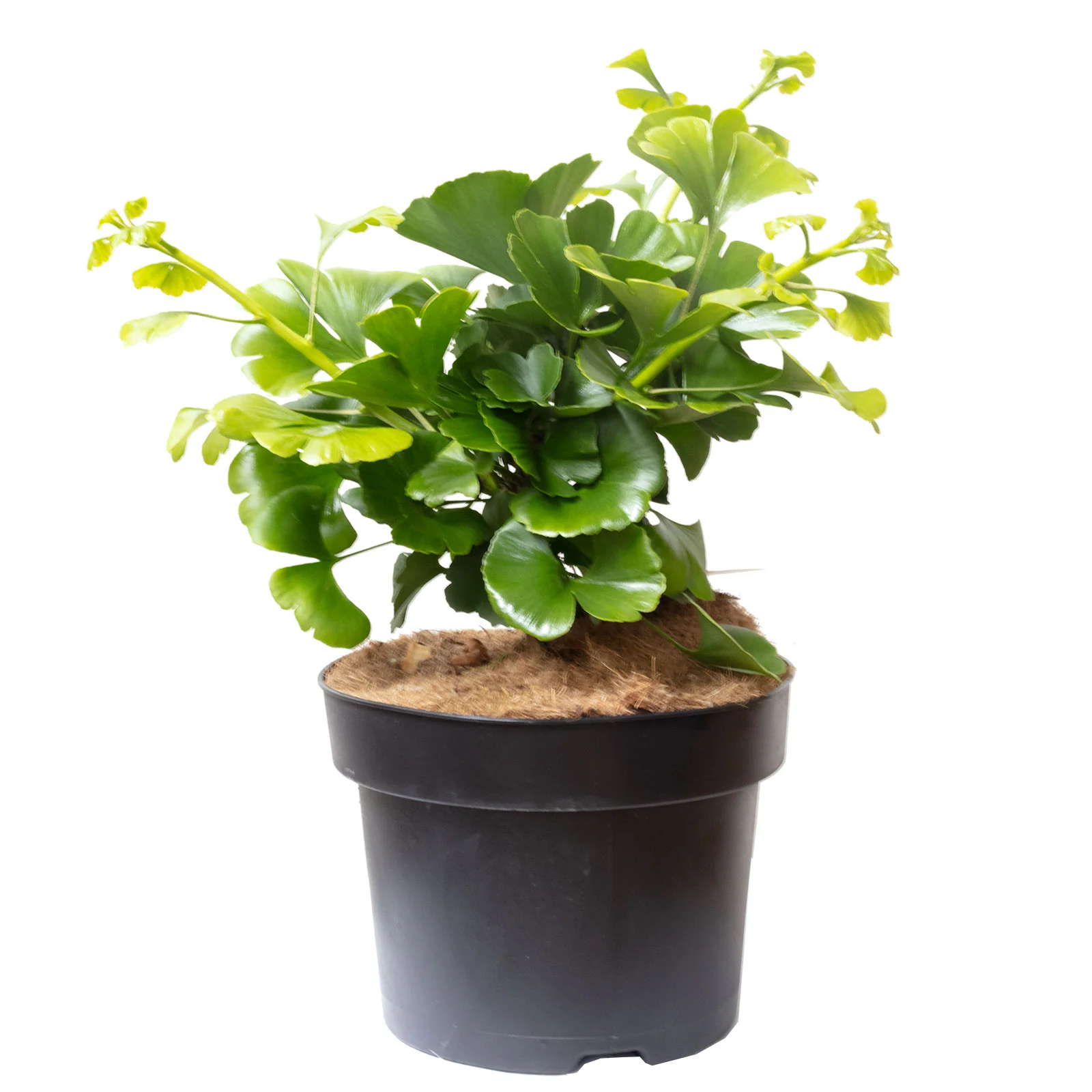 Zwerg-Gingko - Ginkgo biloba 'Mariken' - Höhe ca. 30 cm, Topf-Ø 23 cm